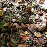 Review photo of Monte Sano State Park Campground by Mary S., November 5, 2018