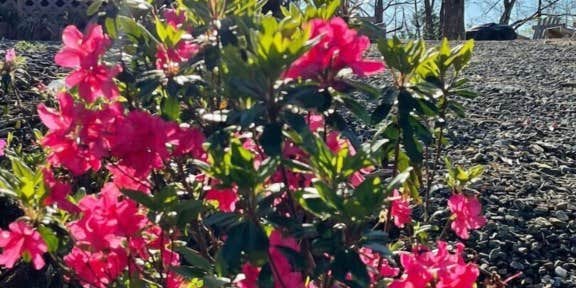 Camper submitted image from Mountain View #580