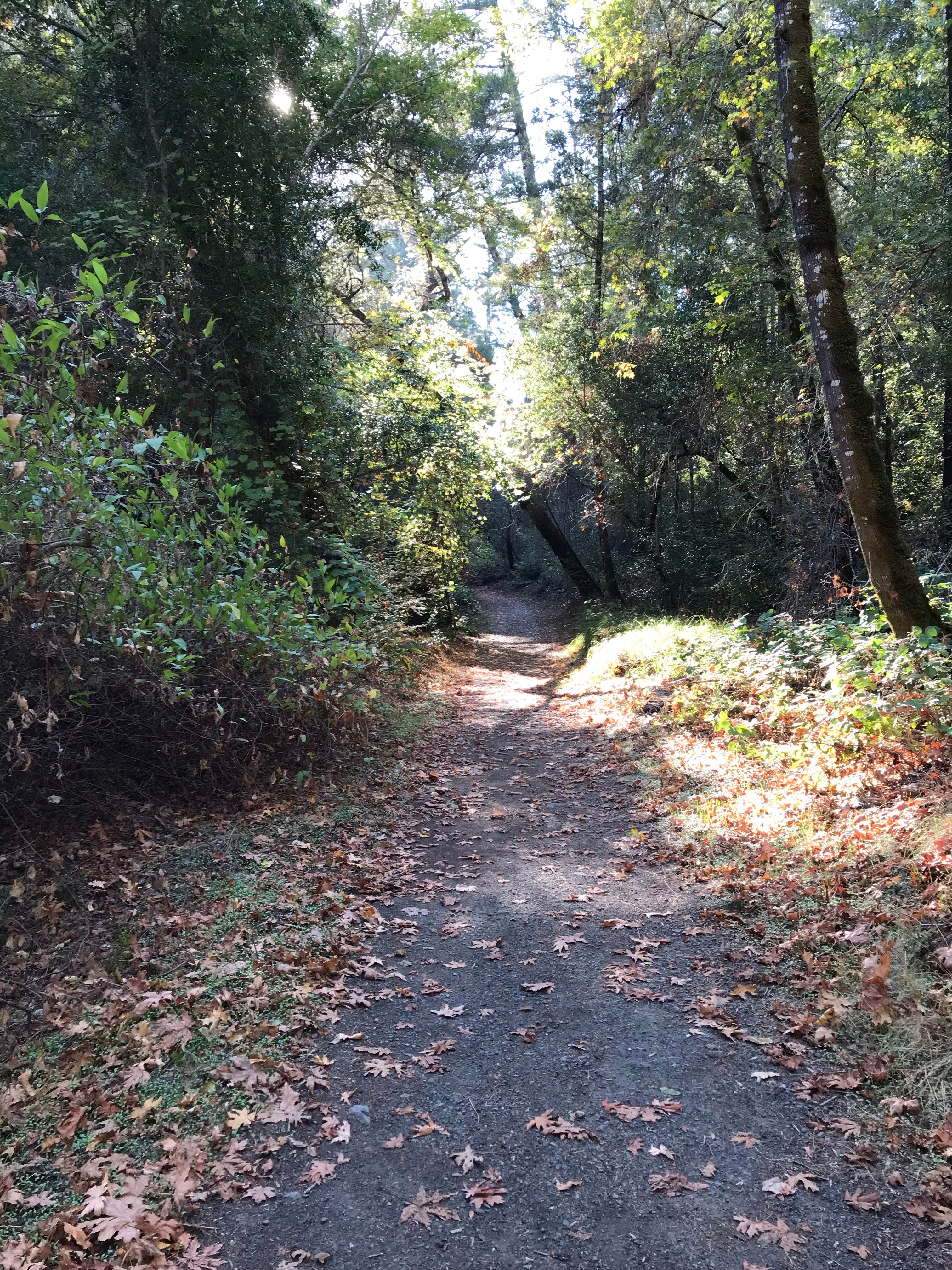 Camper submitted image from Ritchey Creek Campground — Bothe-Napa Valley State Park - 4