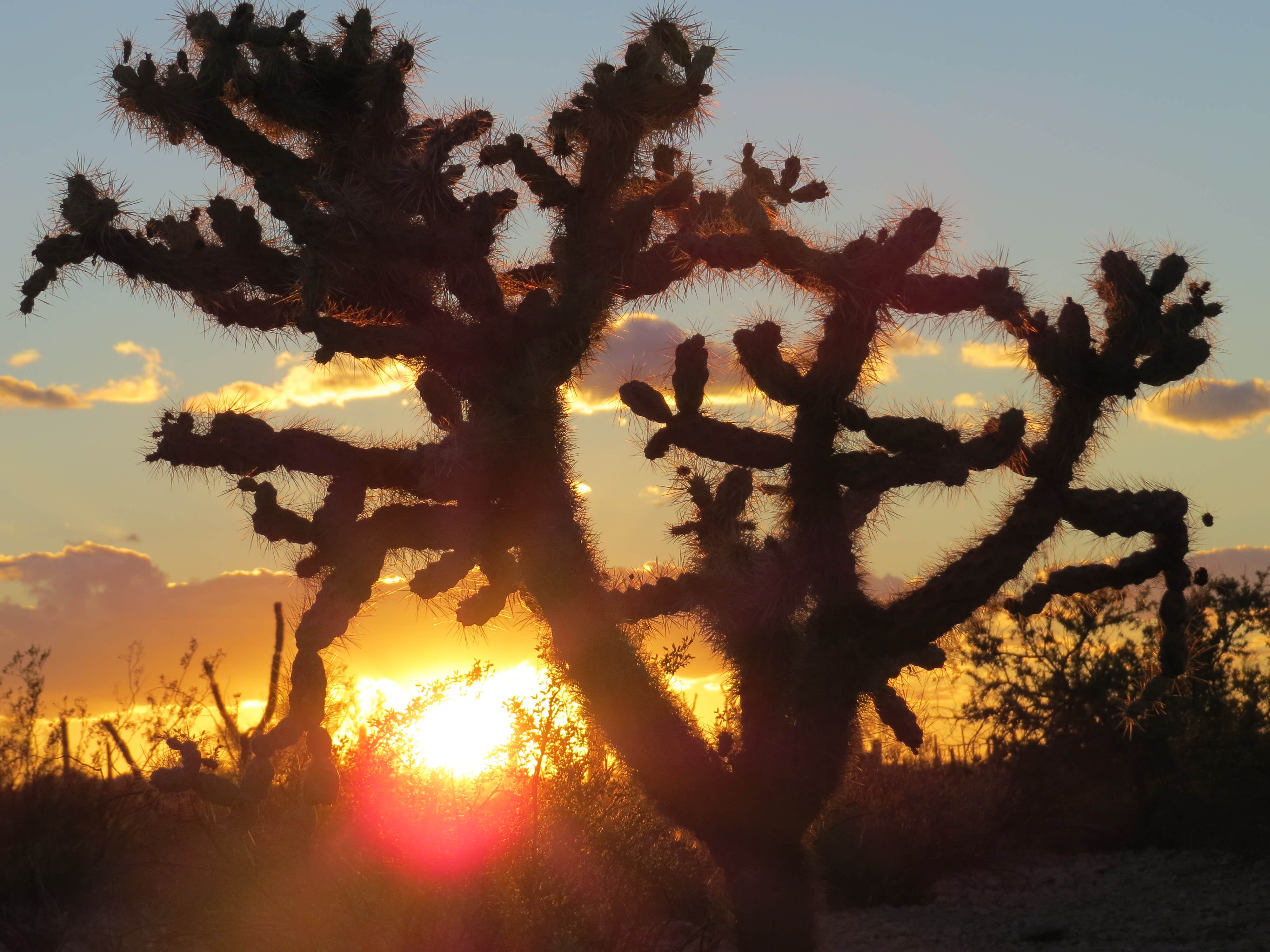 Camper submitted image from Twin Peaks Campground — Organ Pipe Cactus National Monument - 5