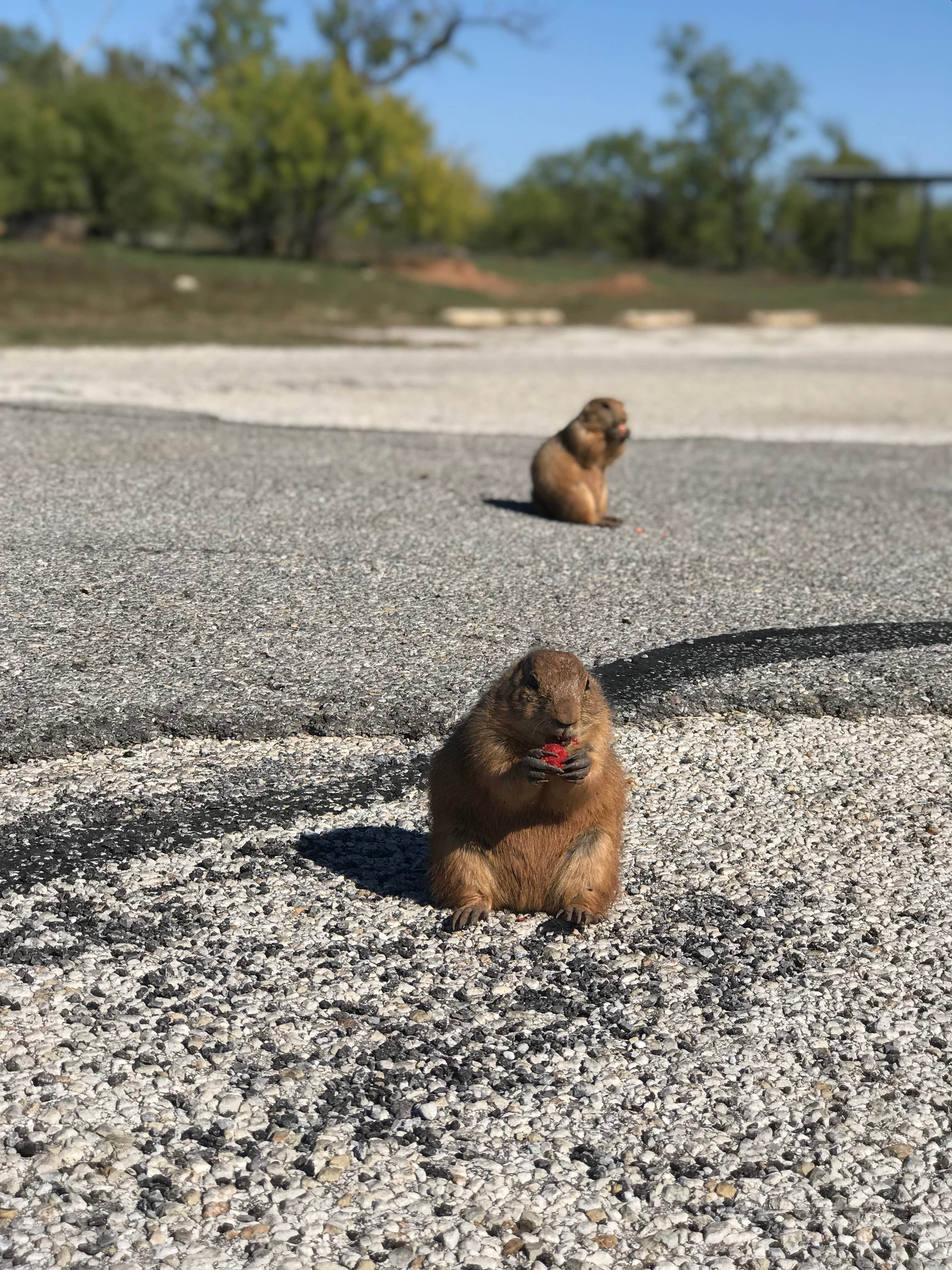 Camper-submitted photo at Lake Arrowhead State Park Campground near Burkburnett, TX