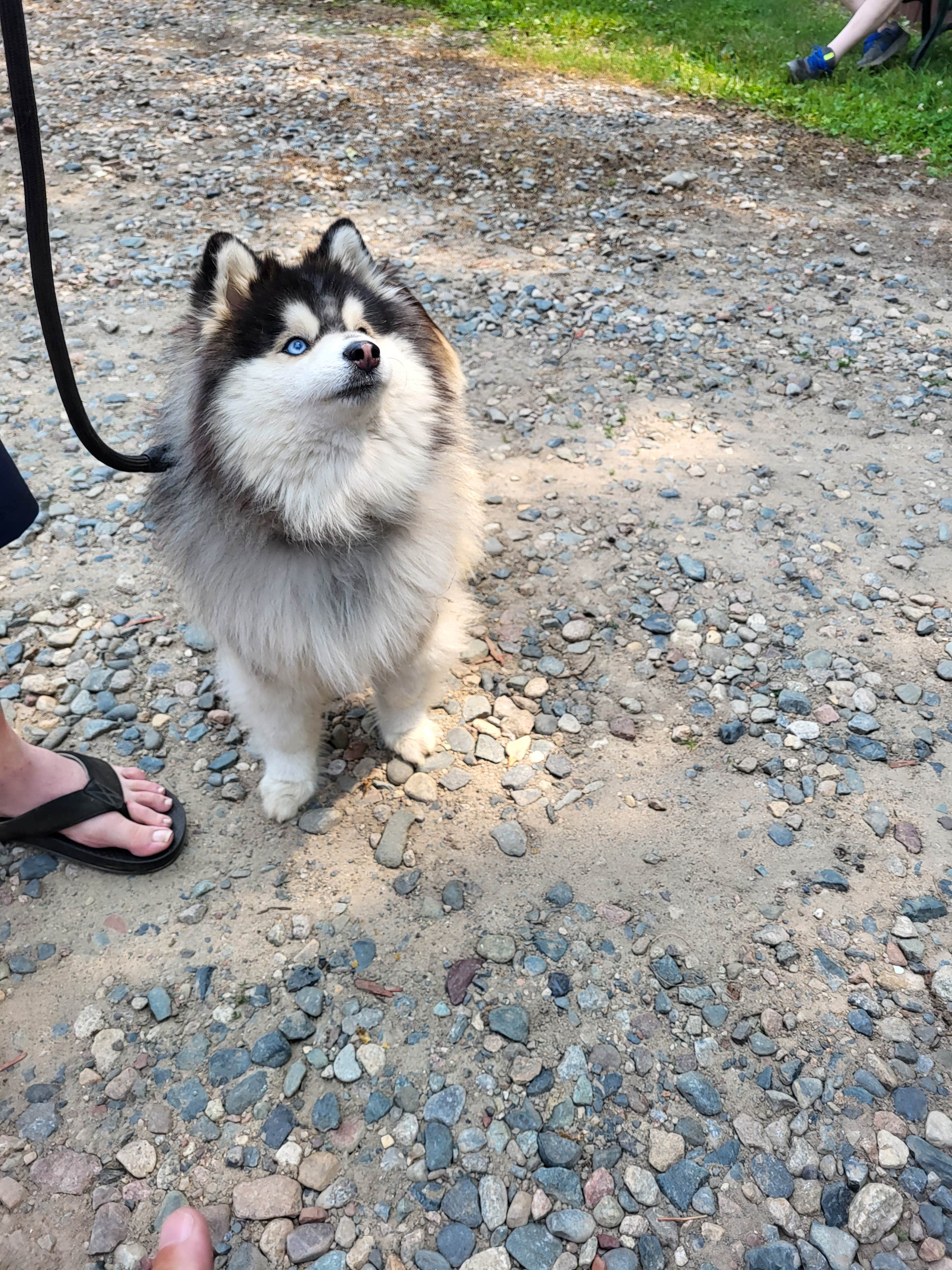 SUNSET P.'s photo of camping with pets at Sunset Pines MN near Akeley, MN