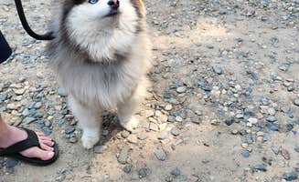 SUNSET P.'s photo of camping with pets at Sunset Pines MN near Baxter, MN