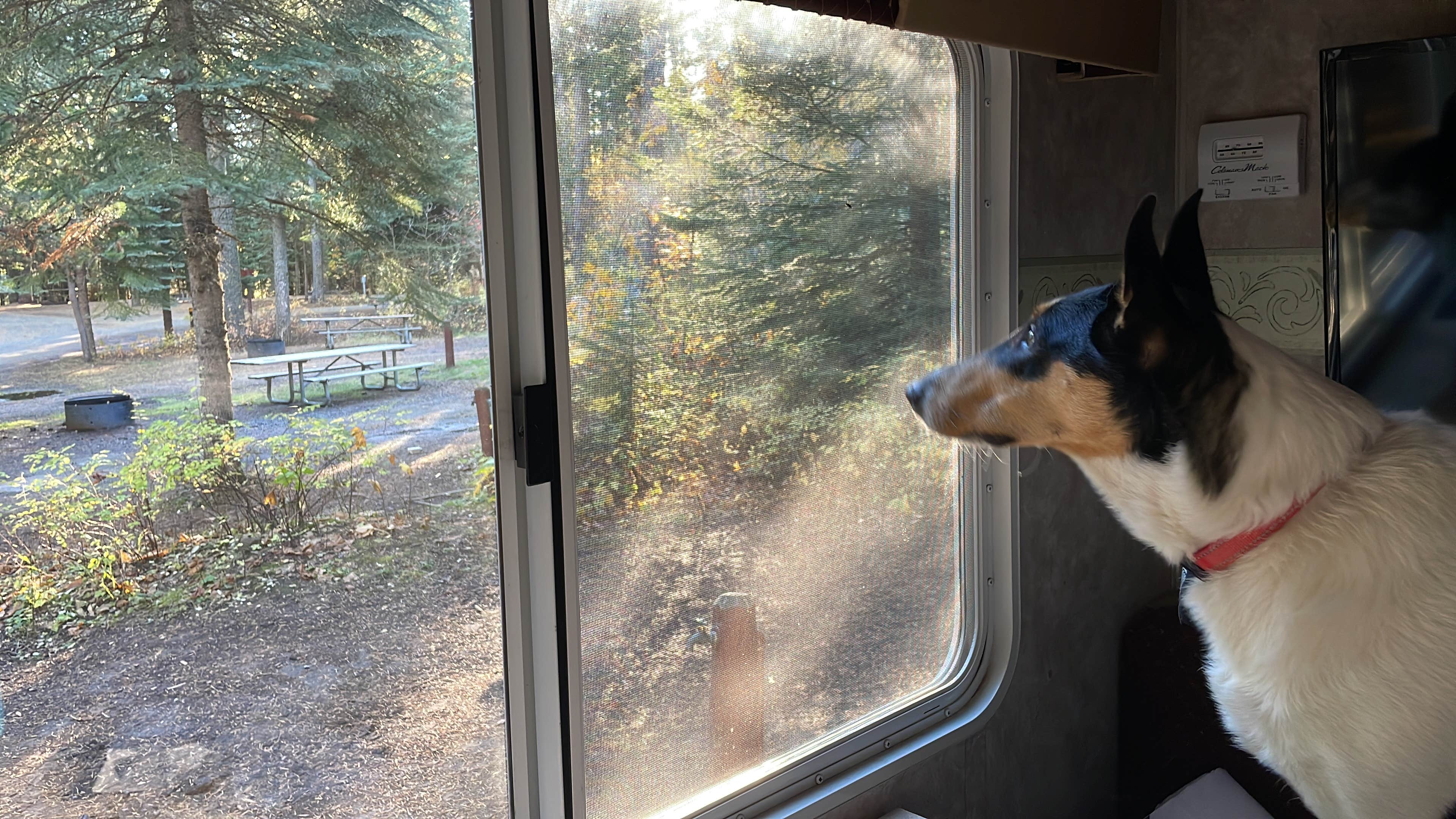 Kelly H.'s photo of camping with pets at Emigrant Springs State Heritage Area near Pendleton, OR