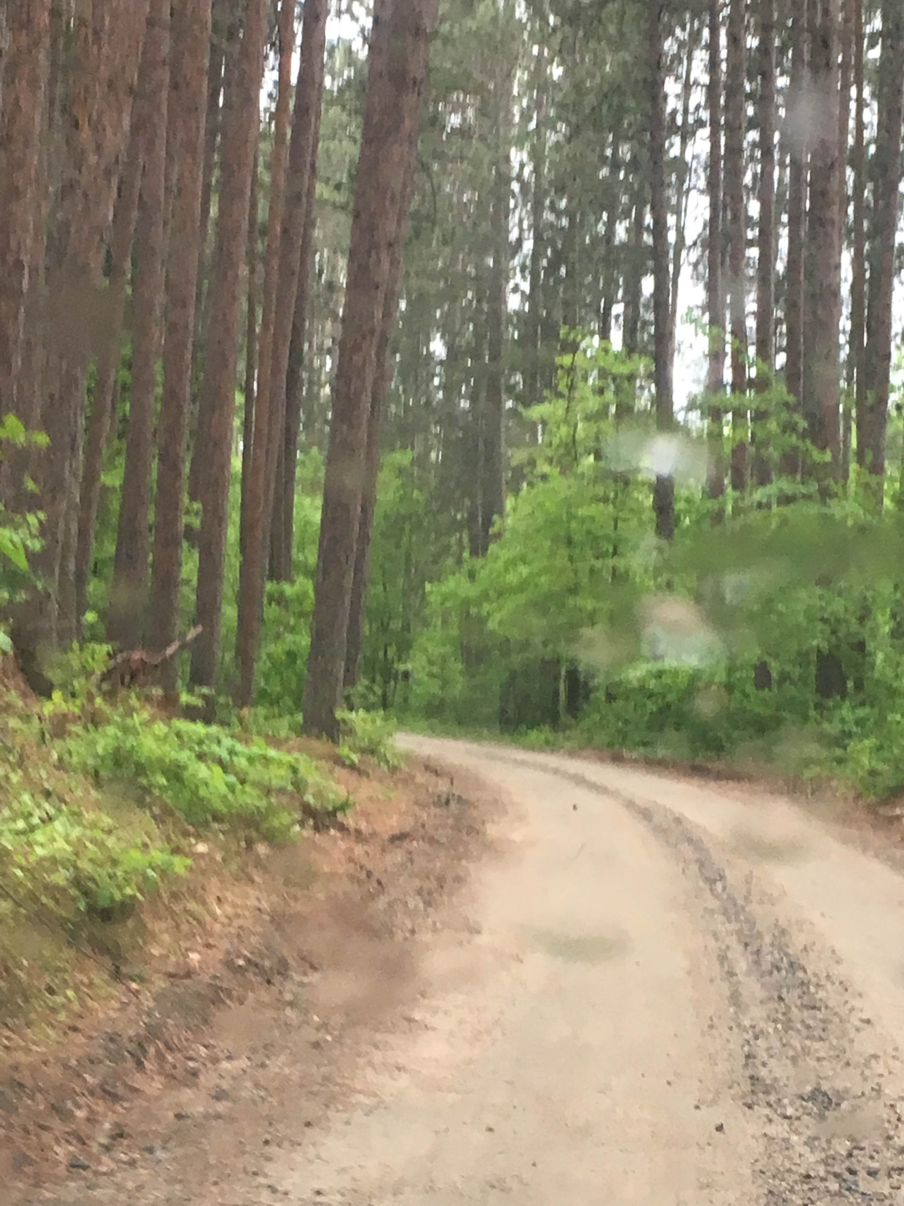Camper-submitted photo at George Washington State Forest Owen Lake Campground near Bigfork, MN