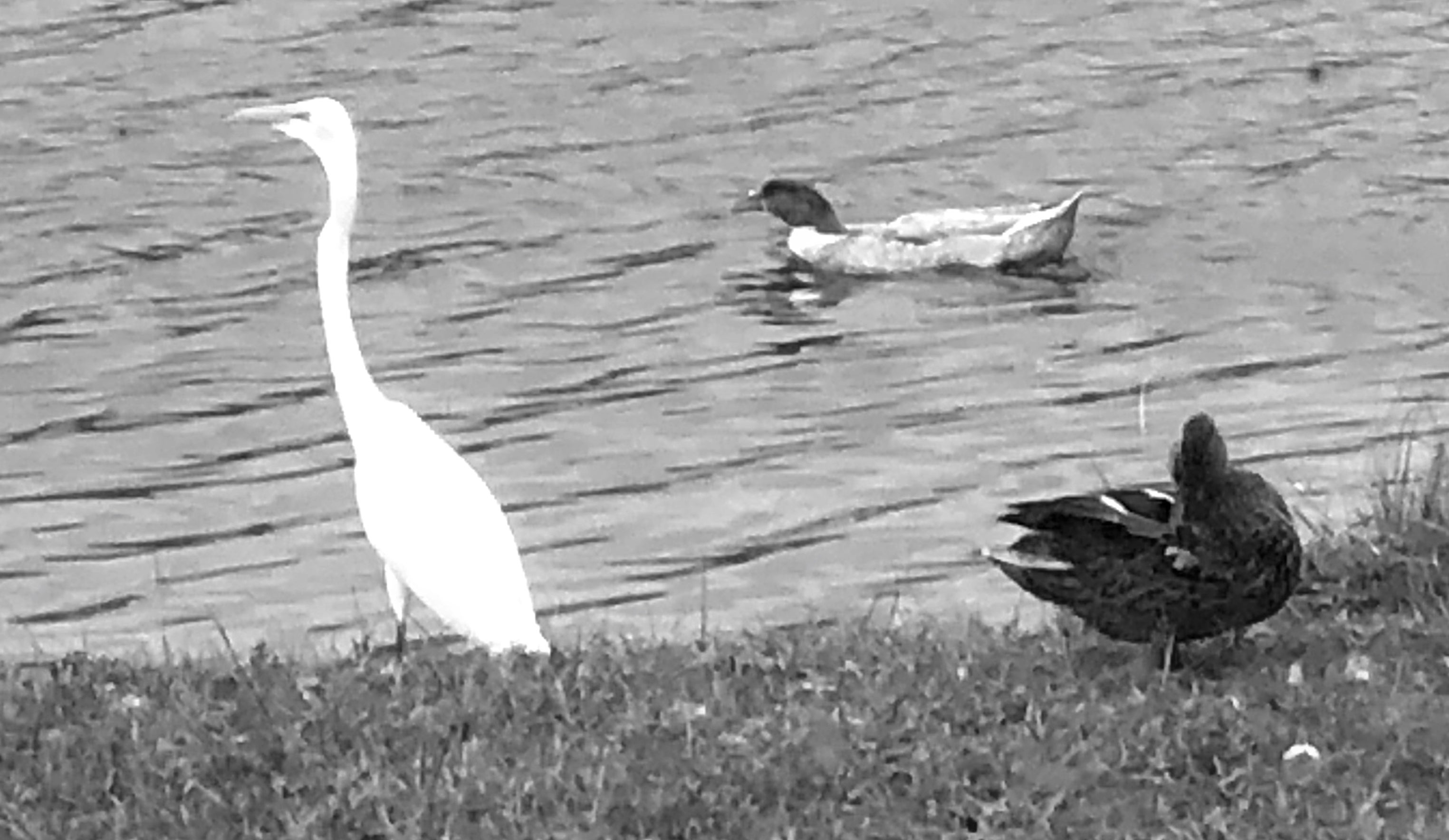 Birds of Lake Leamon. 