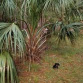 Review photo of Hunting Island State Park Campground by Katrin M., November 12, 2018