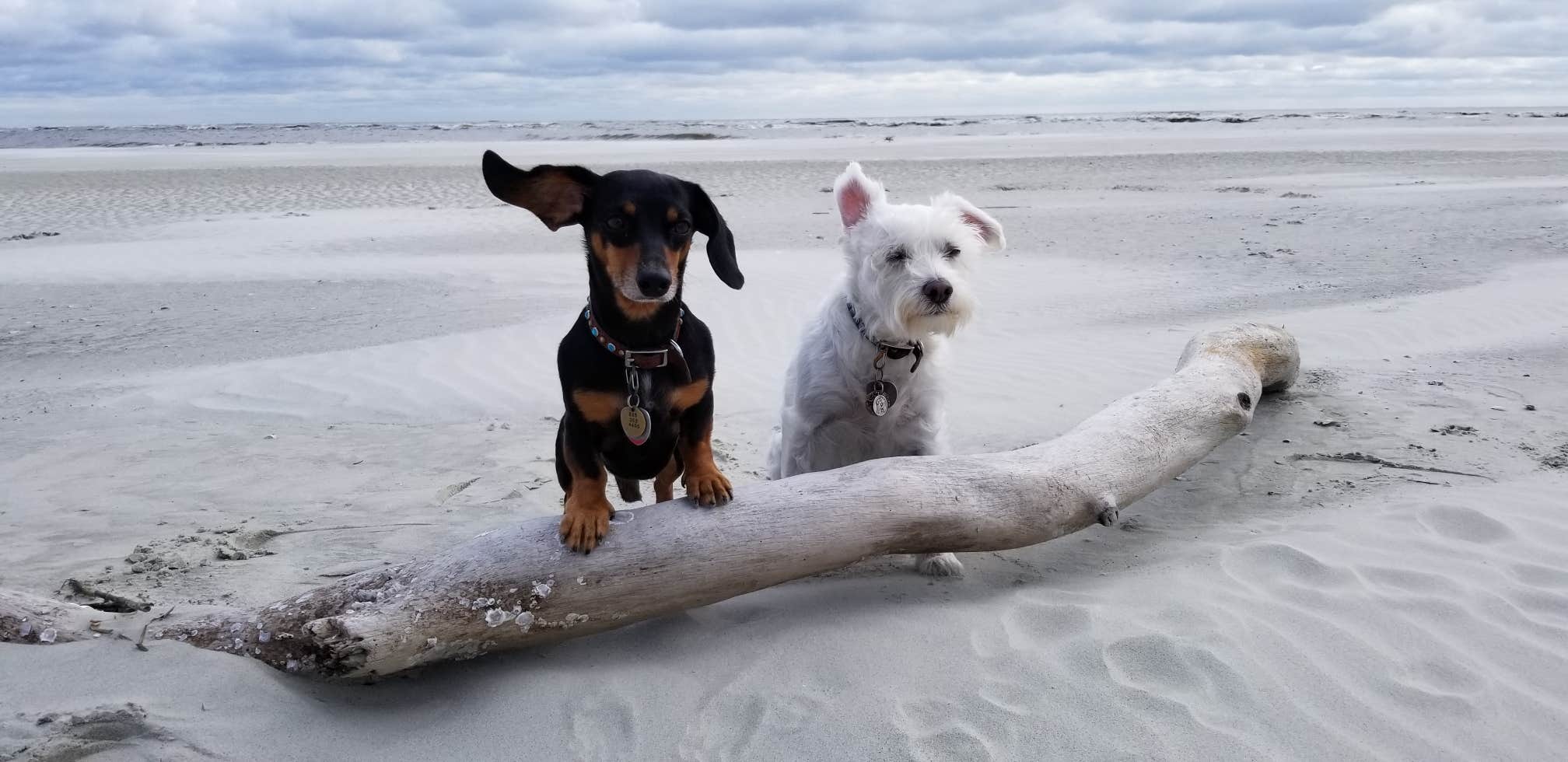 Katrin M.'s photo of camping with pets at Hunting Island State Park Campground near Folly Beach, SC