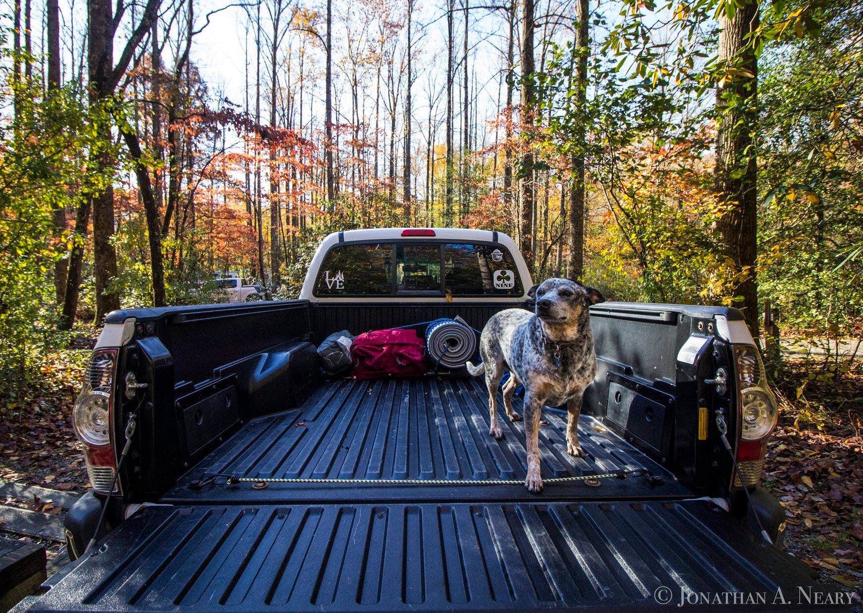 Jonathan N.'s photo of camping with pets at North Mills River near Pisgah Forest, NC