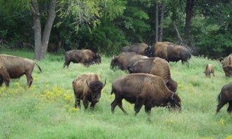 Camping near Gilbert RV Park: Ratchford Buffalo Farms , Cabin Rentals and Rv sites, Marshall, Arkansas
