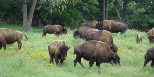 Camper submitted image from Ratchford Buffalo Farms , Cabin Rentals and Rv sites