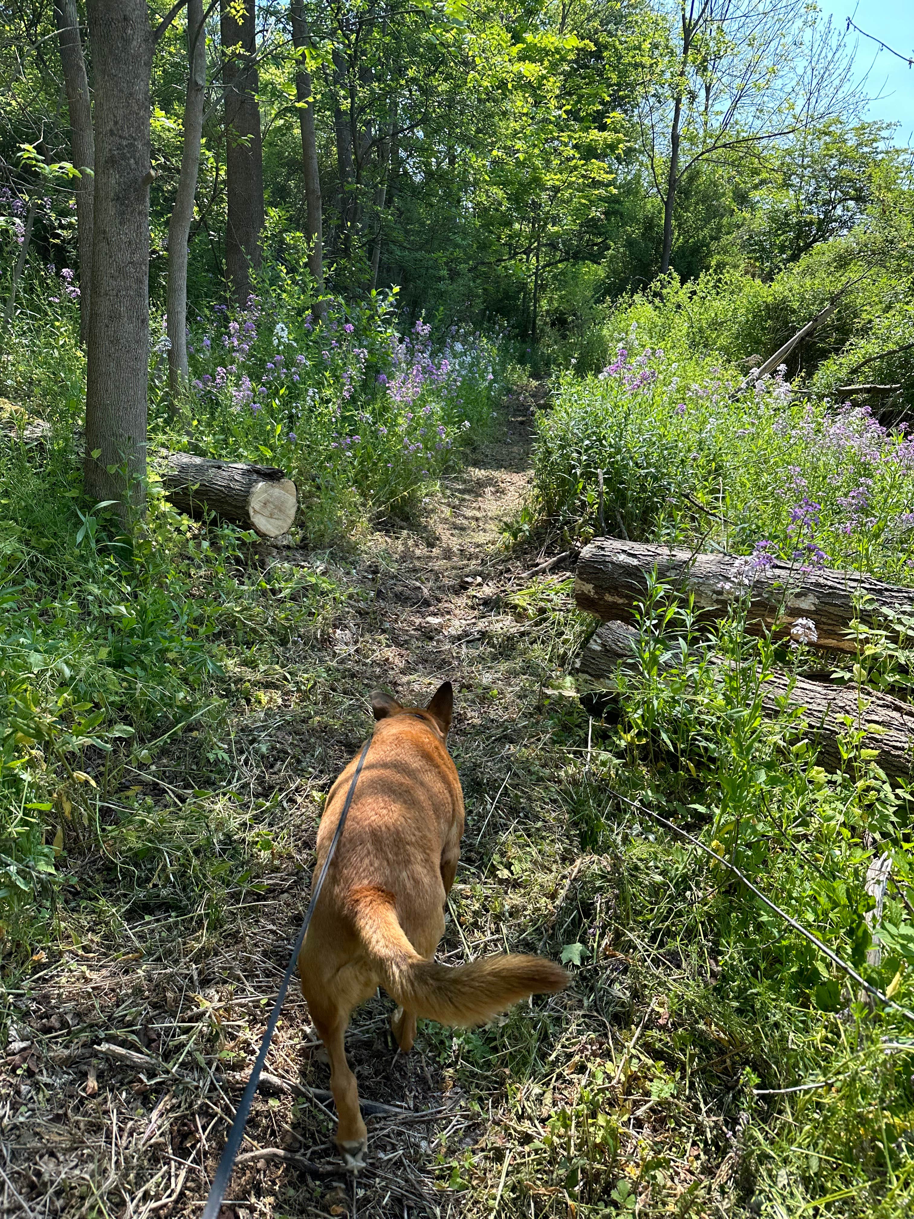Mal's photo of camping with pets at Campground Adventures near Coudersport, PA