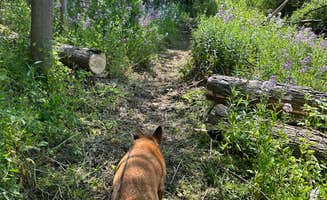 Mal's photo of camping with pets at Campground Adventures near Shinglehouse, PA