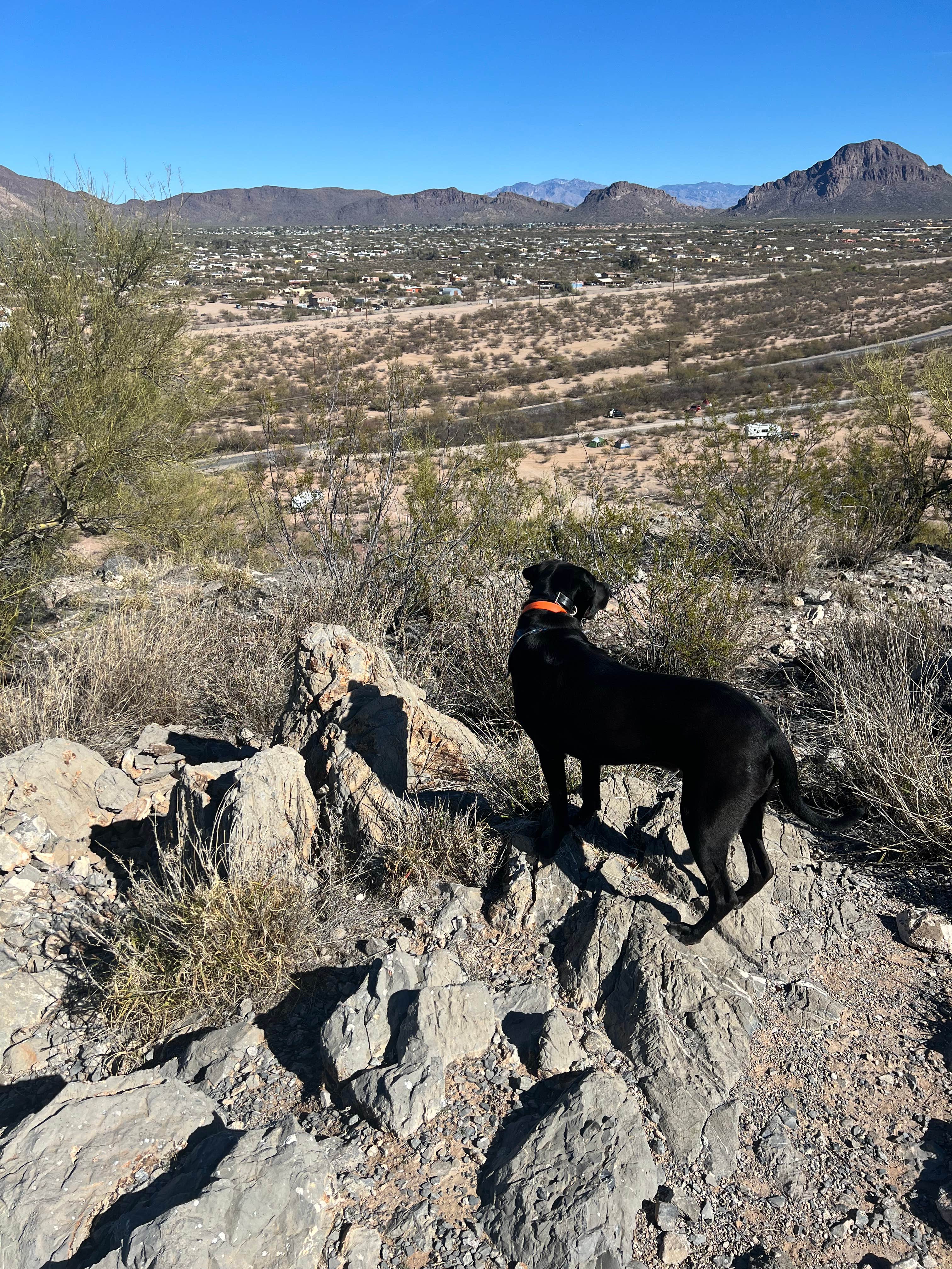Garrett L.'s photo of camping with pets at Snyder Hill BLM Camping Area near Tucson, AZ
