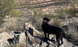 Garrett L.'s photo of camping with pets at Snyder Hill BLM Camping Area near Willow Canyon, AZ