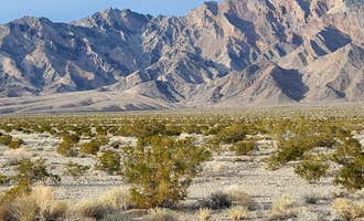 Camping near Cathedral Canyon Dispersed Camping: Desert Campsite The Pads, Pahrump, Nevada
