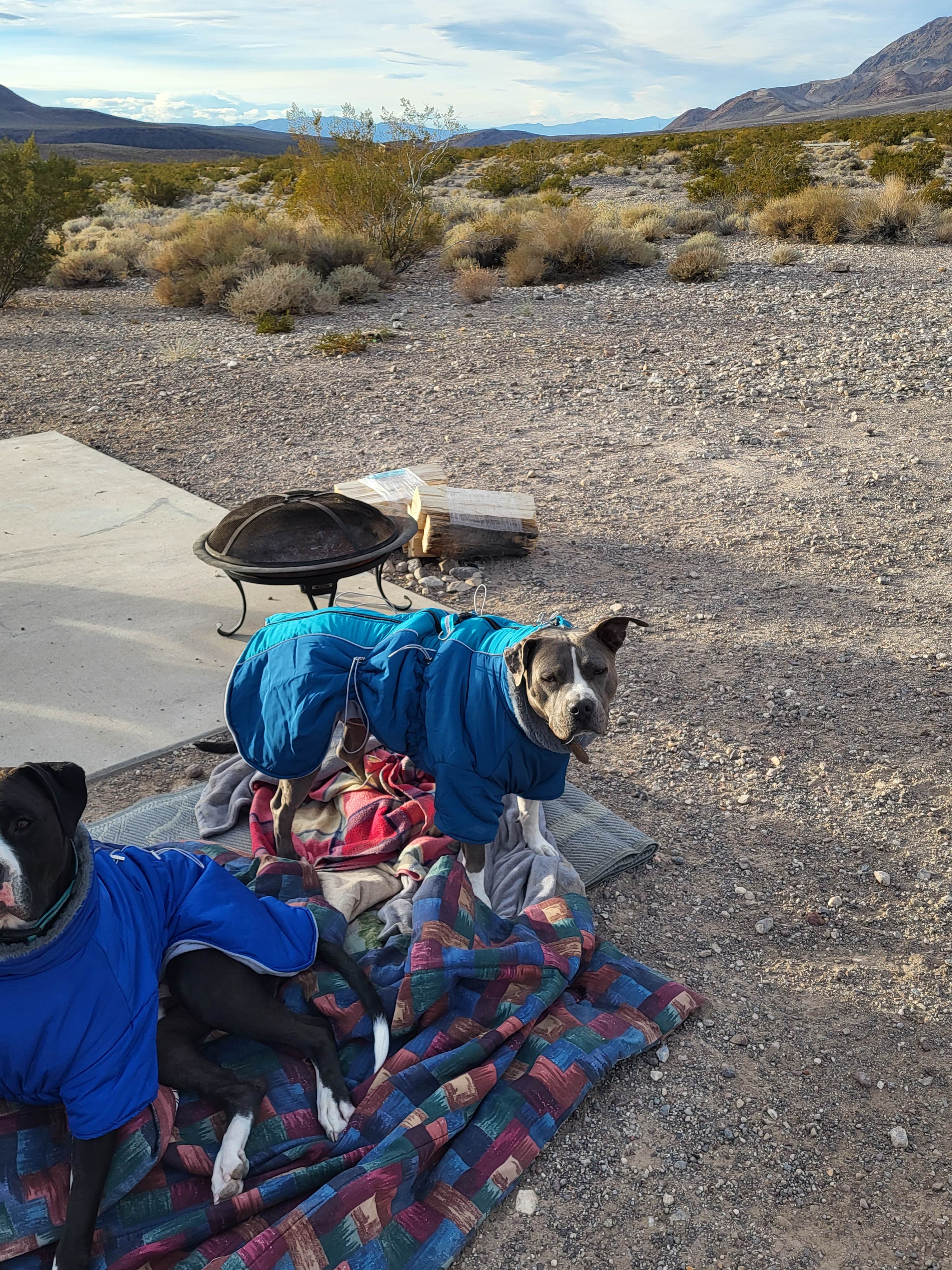 Camper submitted image from Desert Campsite The Pads - 2