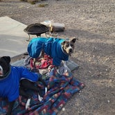 Review photo of Desert Campsite The Pads by Sheri C., January 22, 2024