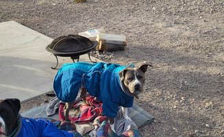 Sheri C.'s photo of camping with pets at Desert Campsite The Pads near Mount Charleston, NV