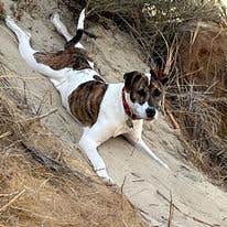 Darlings M.'s photo of camping with pets at Darlings Marina & RV Resort near Florence, OR