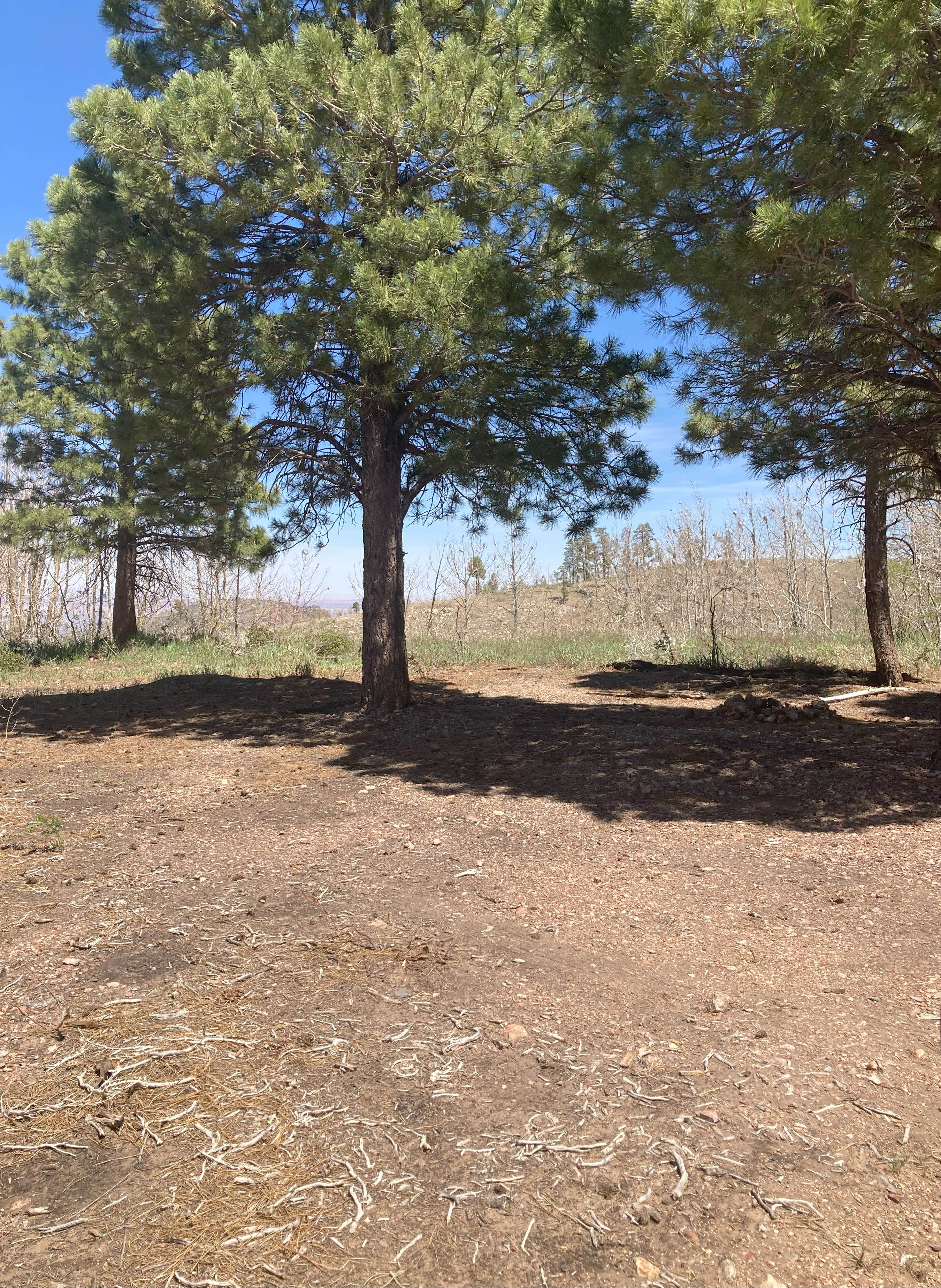 Camper-submitted photo at Grand Canyon North Dispersed camping near Grand Canyon National Park