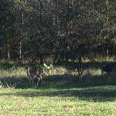 Review photo of McKinney Falls State Park Campground by Troy W., November 15, 2018