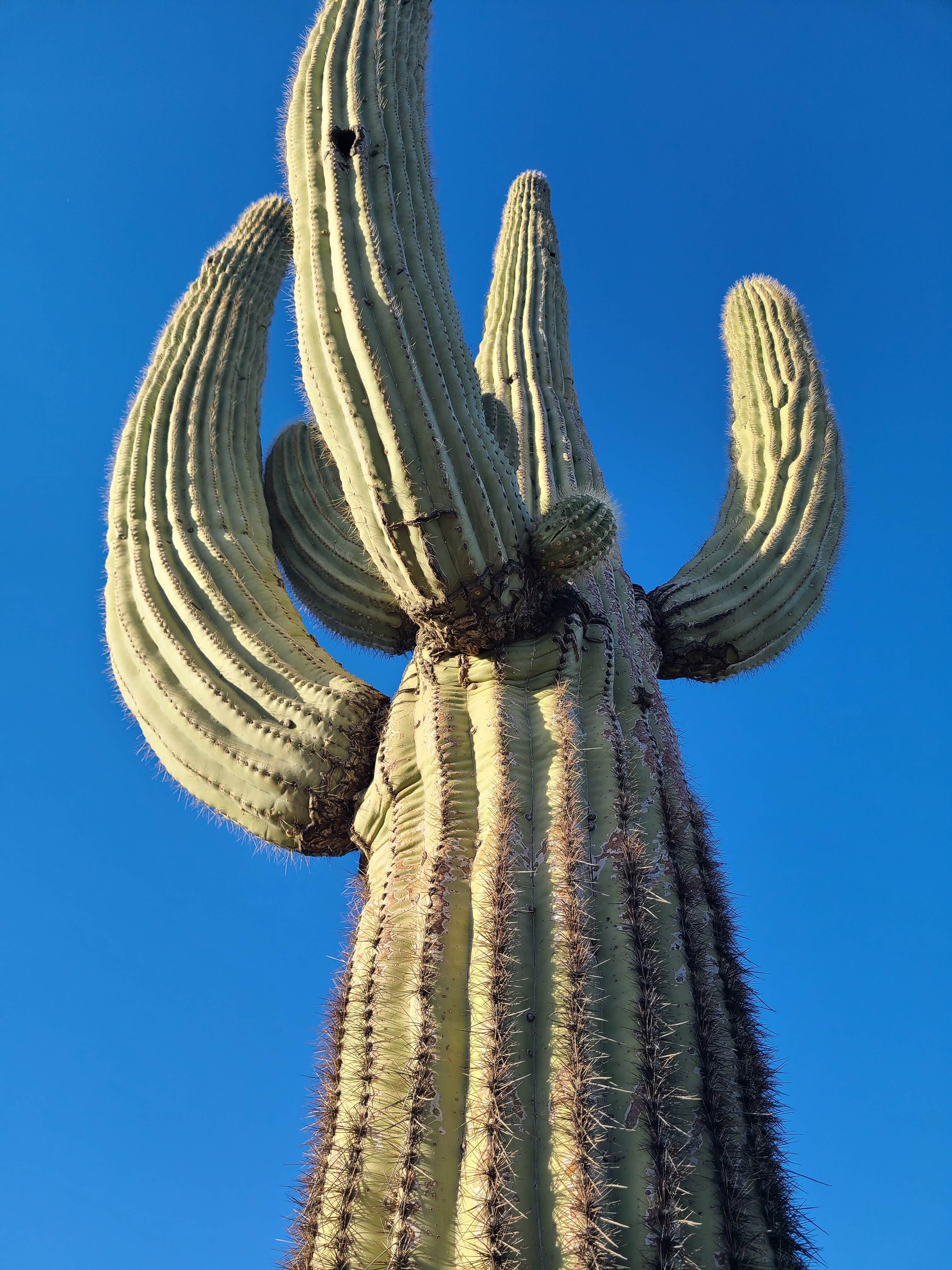 Camper-submitted photo at BLM Sonoran Desert National Monument - Vekol Road Dispersed Camping Area near Chandler, AZ