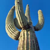 Review photo of BLM Sonoran Desert National Monument - Vekol Road Dispersed Camping Area by Kaye S., January 28, 2024