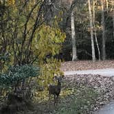 Review photo of Fall Creek Falls State Park Campground by Steve V., November 16, 2018