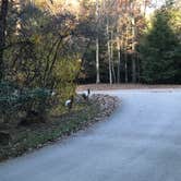 Review photo of Fall Creek Falls State Park Campground by Steve V., November 16, 2018