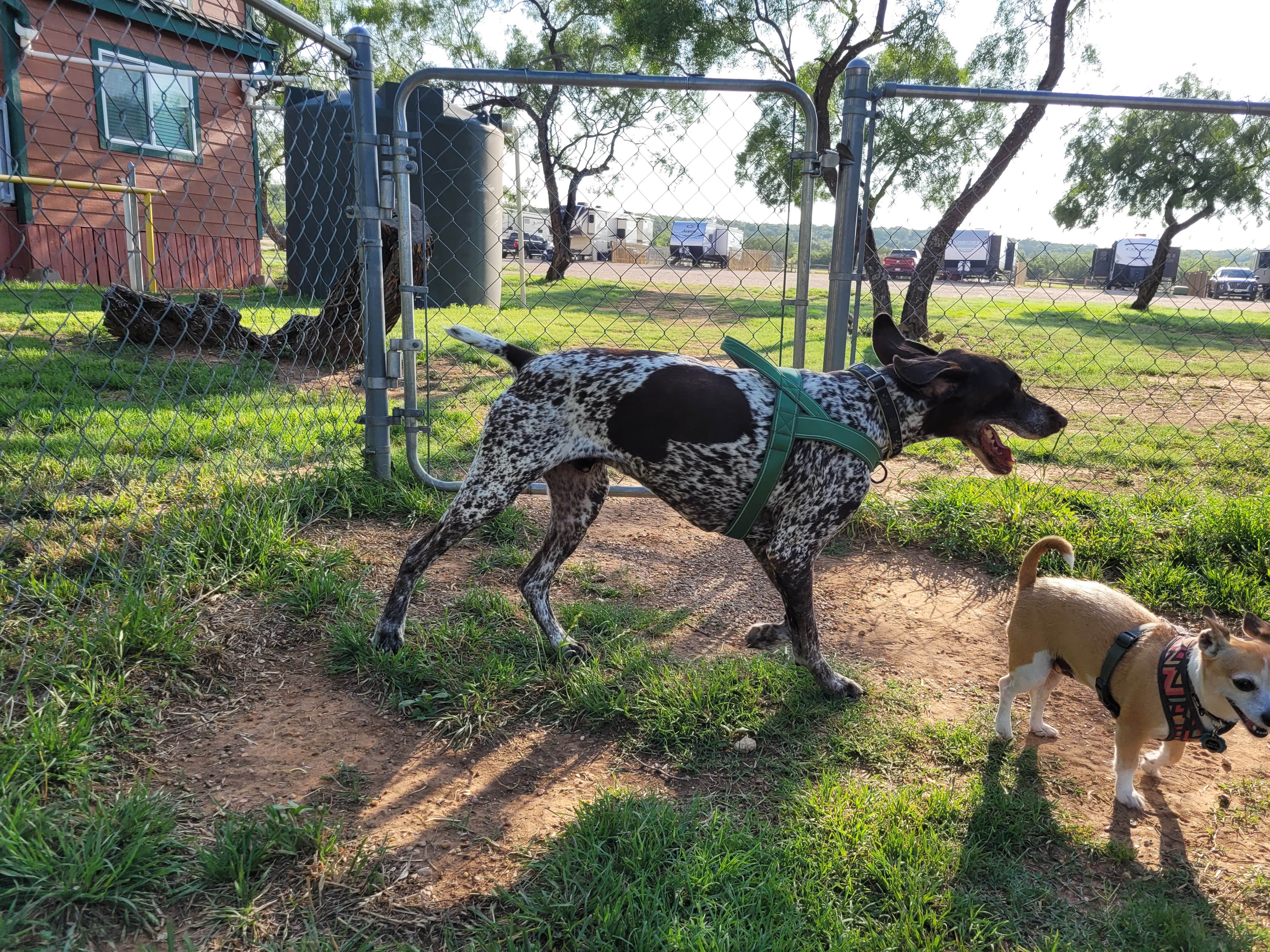 Troy L.'s photo of camping with pets at San Angelo KOA near Eldorado, TX