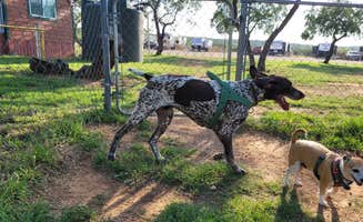Troy L.'s photo of camping with pets at San Angelo KOA near Robert Lee, TX