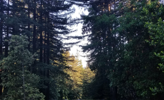 Aidan P.'s photo at Van Life Campgrounds @ Enchanted Forest near New Almaden, CA