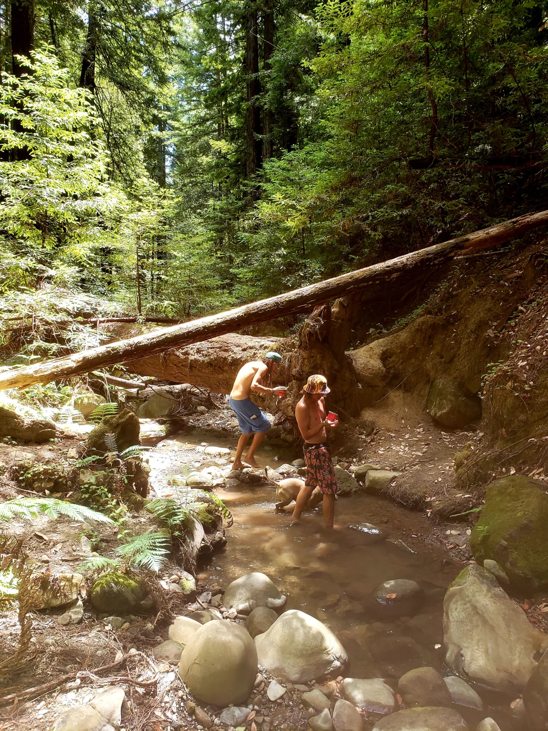 Aidan P.'s photo of camping with pets at Van Life Campgrounds @ Enchanted Forest near San Jose, CA