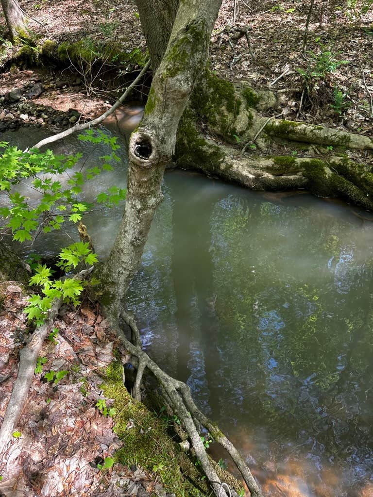 Camper-submitted photo at Angelides Ranch near Mount Berry, GA