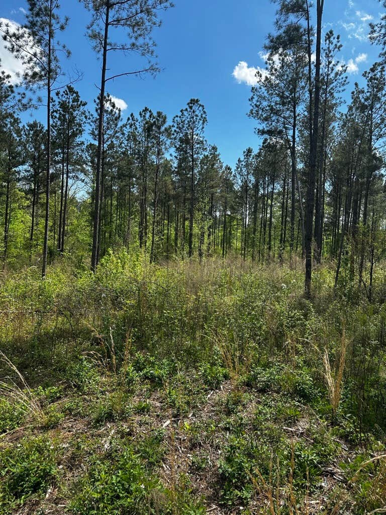 Camper-submitted photo at Angelides Ranch near Mount Berry, GA