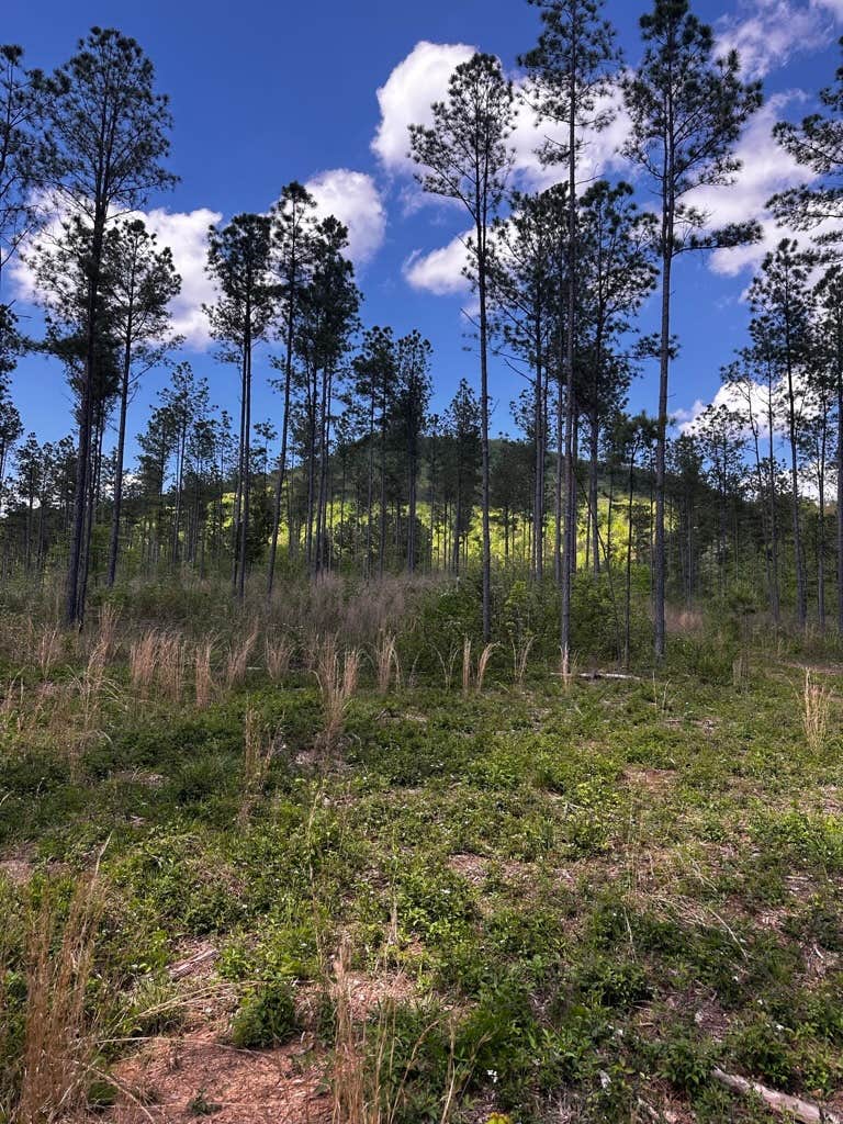 Camping near Cedar Creek RV & Outdoor Center: Angelides Ranch, Lyerly, Georgia