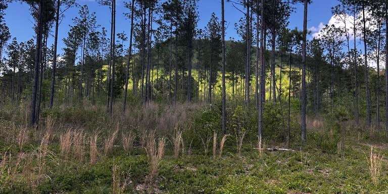 Camper submitted image from Angelides Ranch