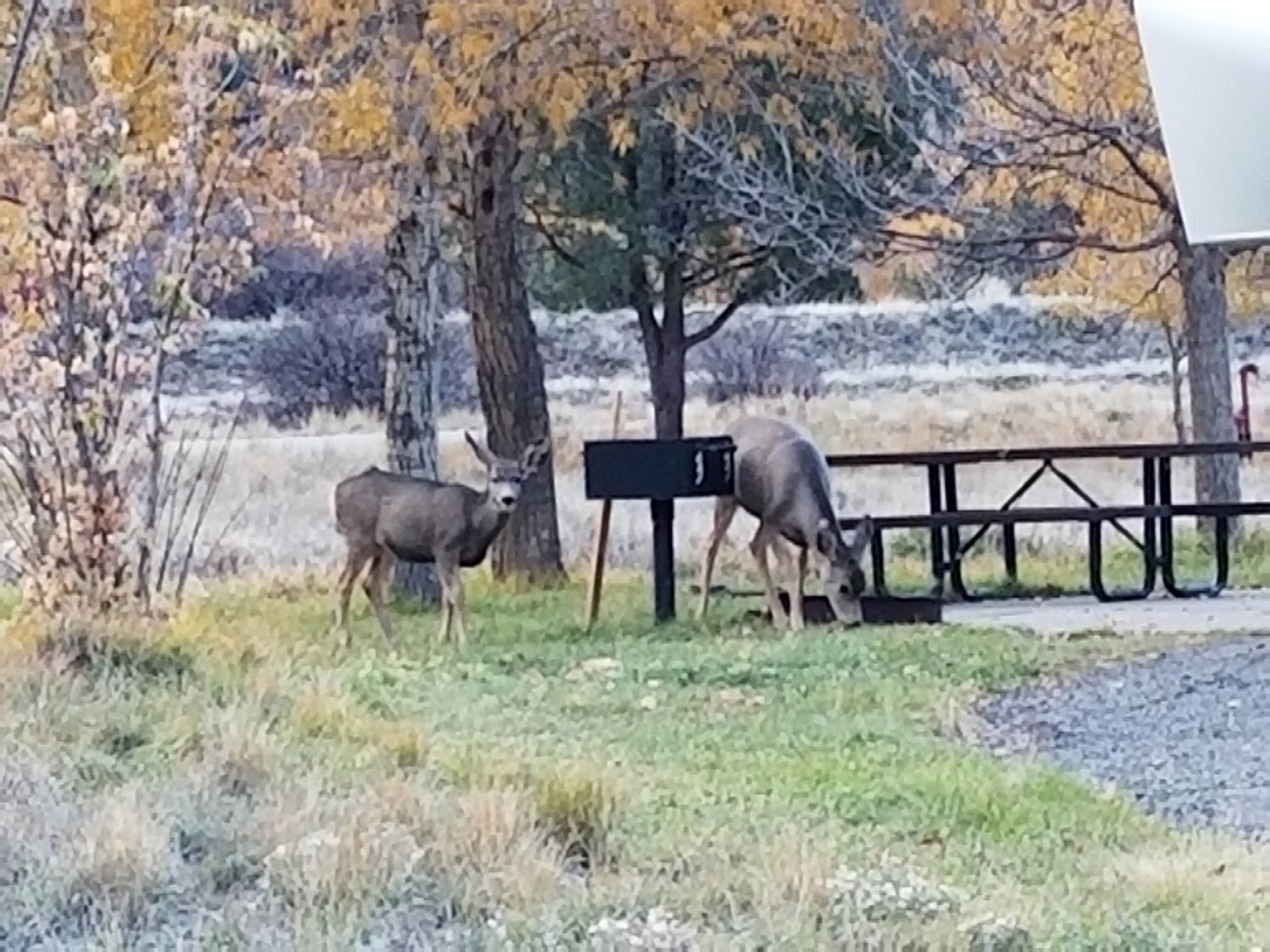 Camper submitted image from Pa-Co-Chu-Puk Campground — Ridgway State Park - 4