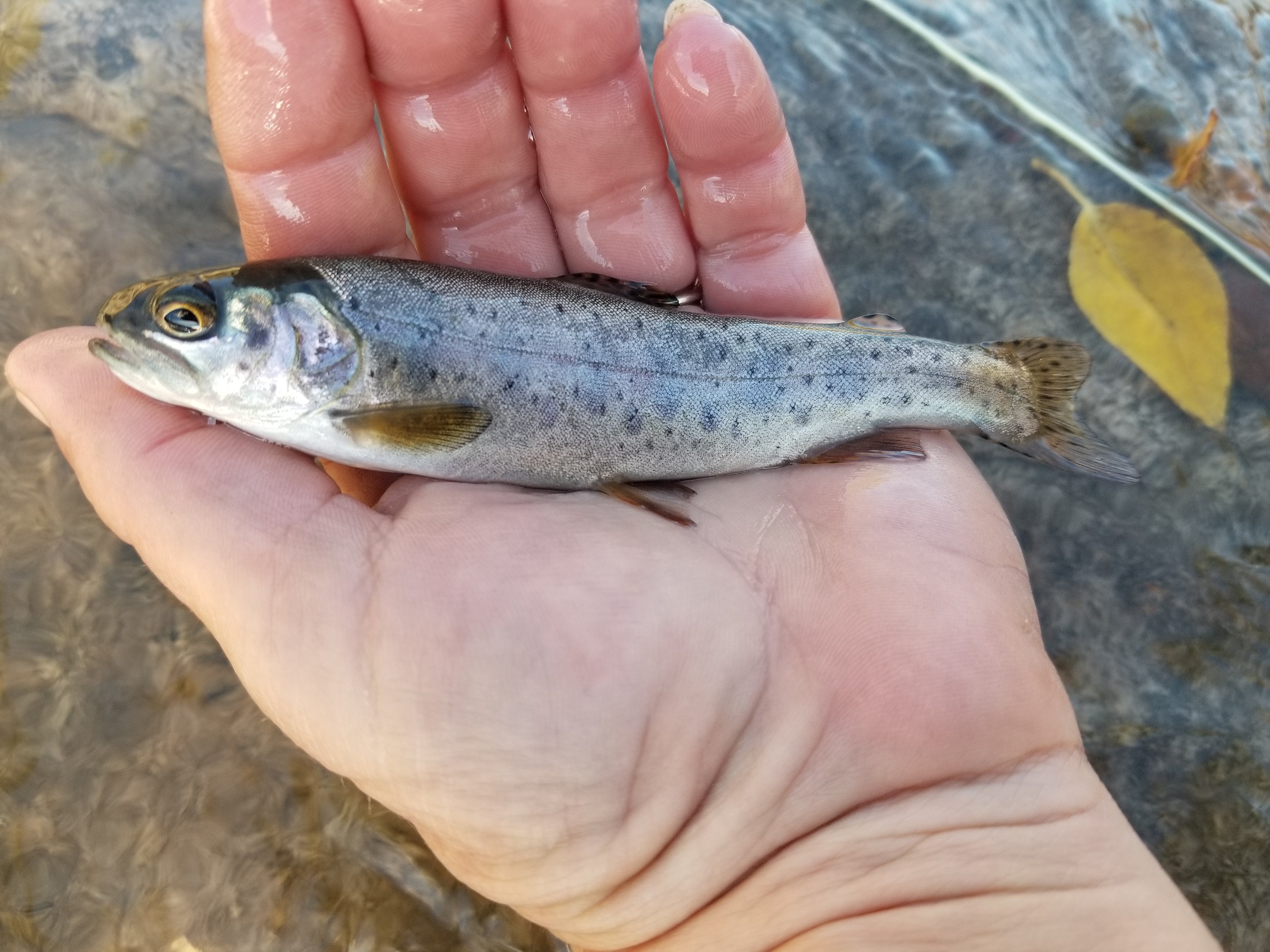 trout (catch and release only!)