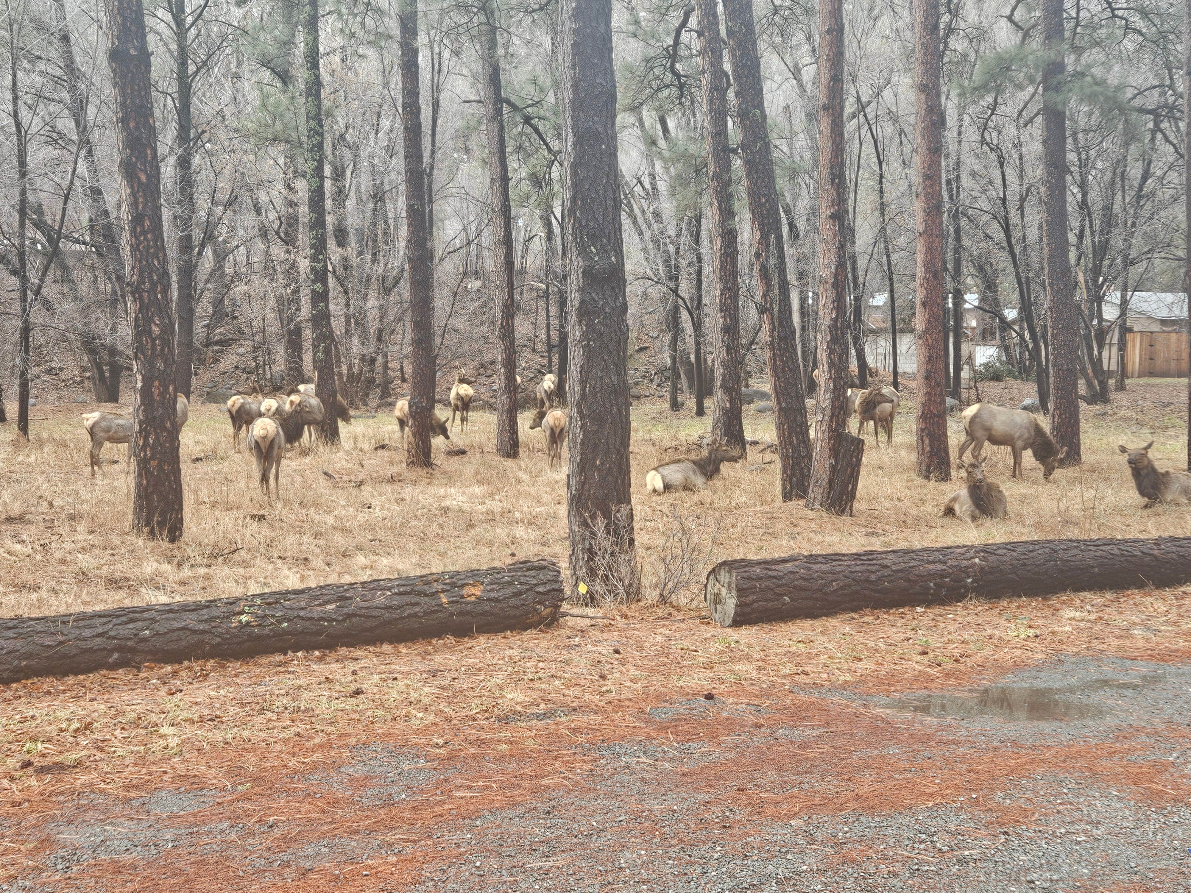 Camper submitted image from Midtown Mountain Campground RV - Riverside - 2