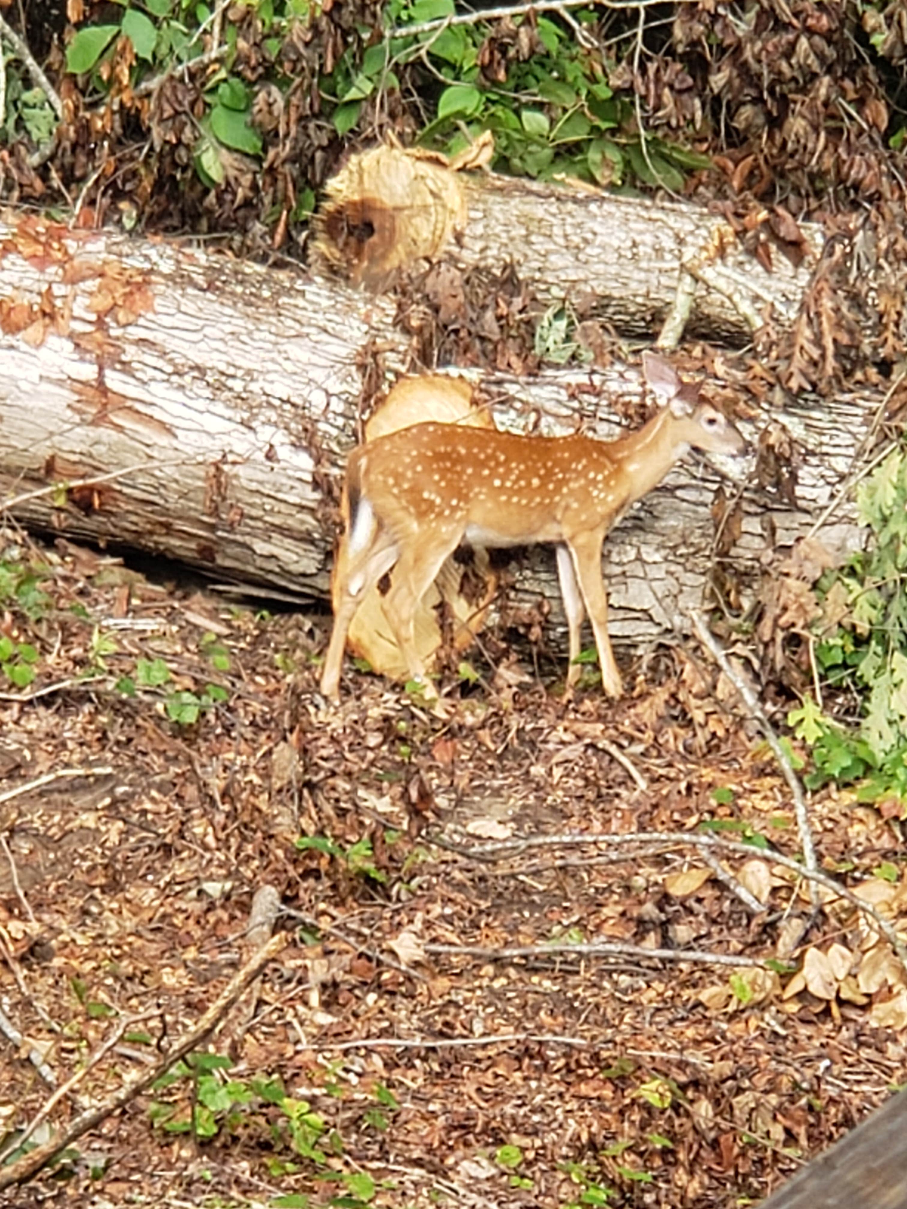 Camper-submitted photo at ATL OASIS Campground and RV Parking near Fairburn, GA