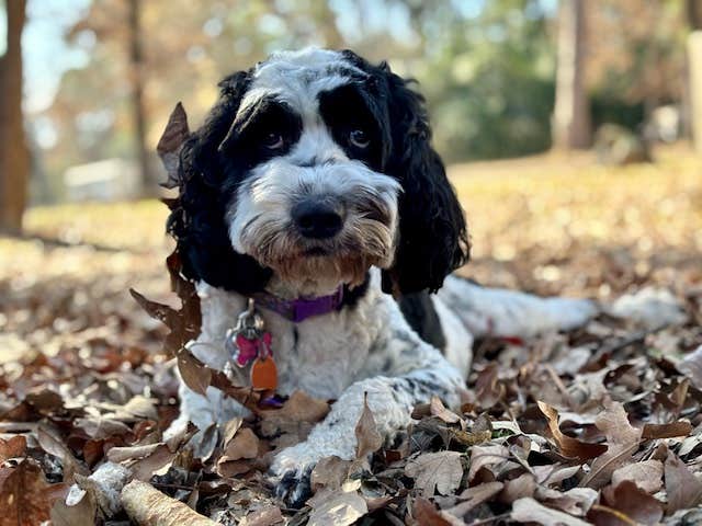 Donna H.'s photo of camping with pets at Tyler State Park Campground near Canton, TX