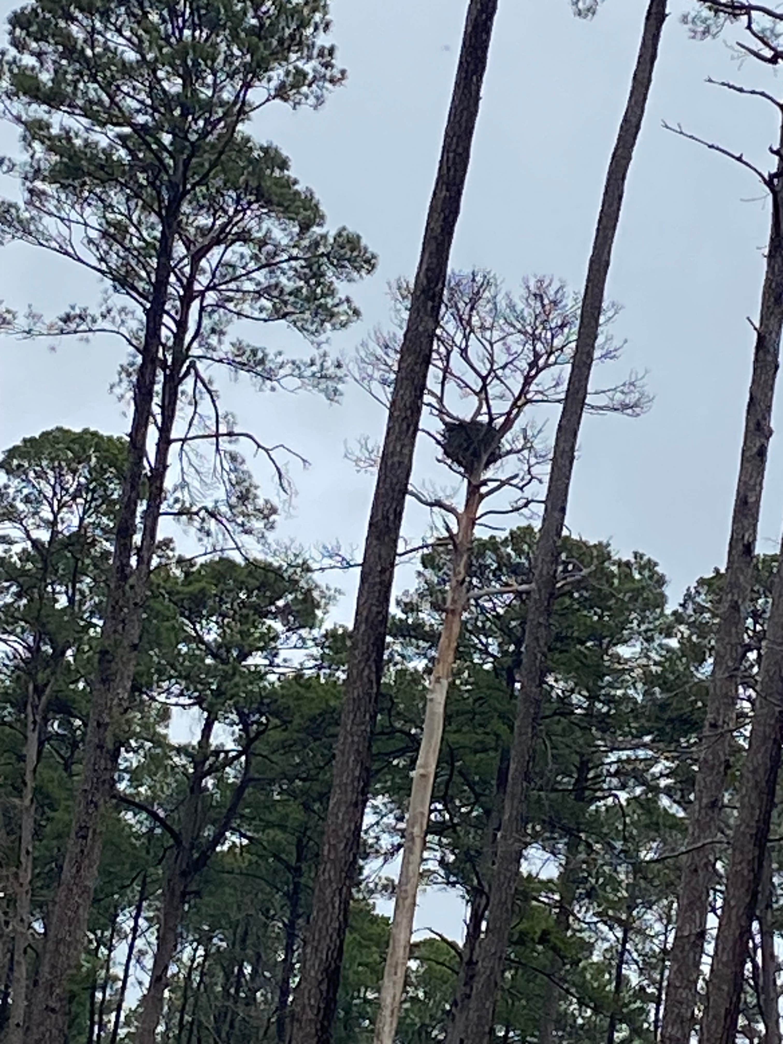 Camper submitted image from North Toledo Bend State Park Campground - 1