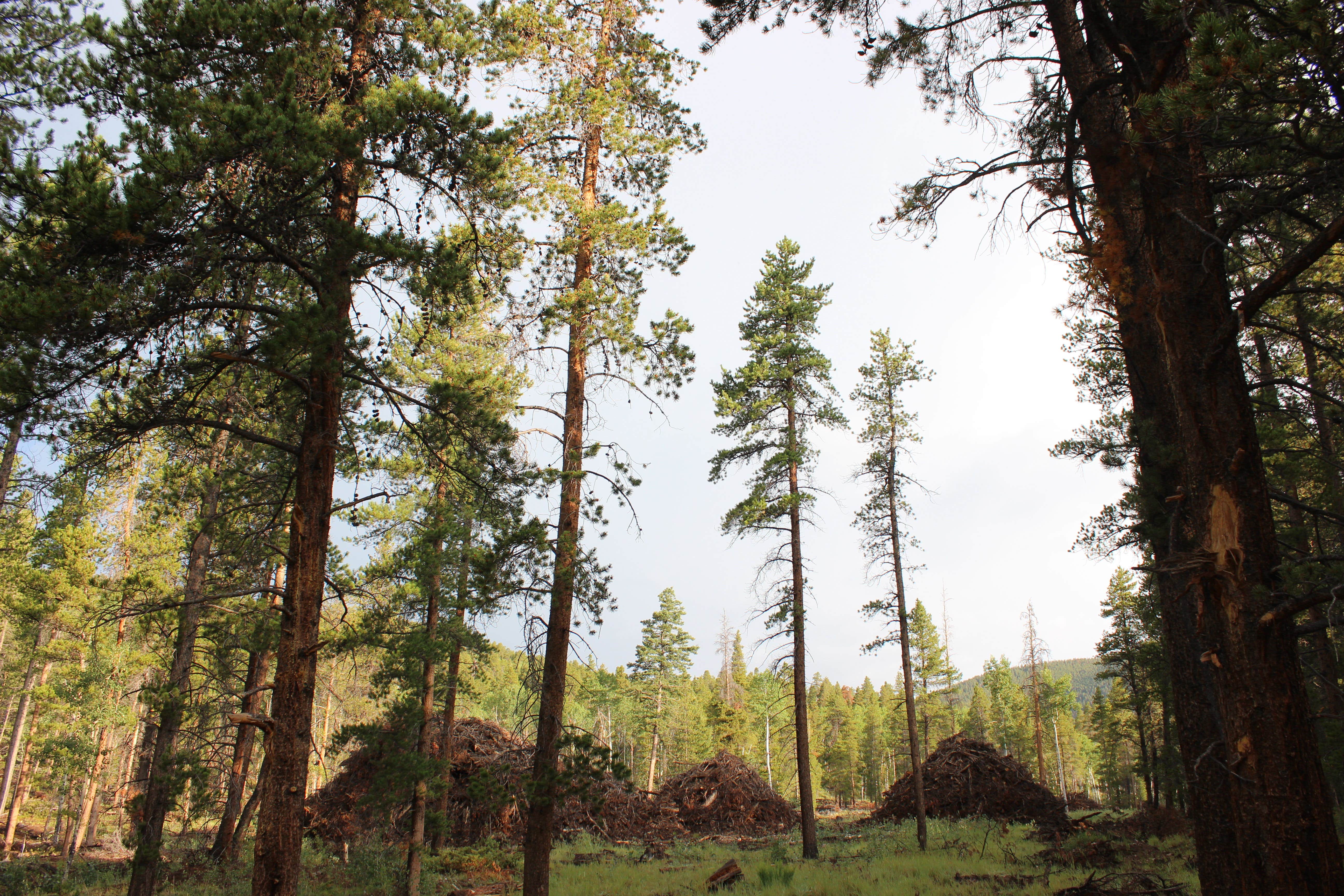 Camper-submitted photo at 228A Dispersed Campsite near Monarch, CO