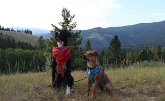 Allison D.'s photo of camping with pets at 228A Dispersed Campsite near Poncha Springs, CO