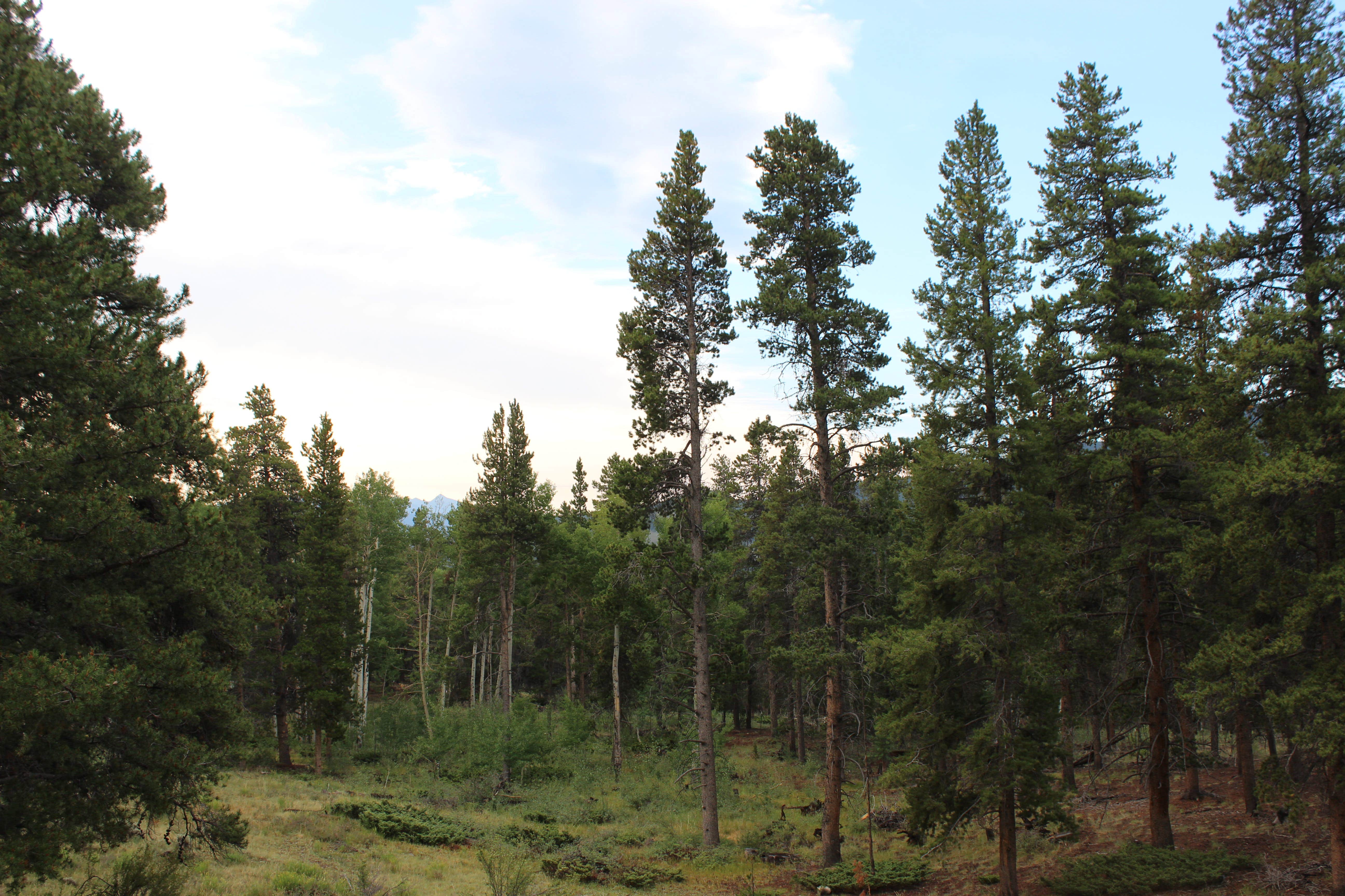 Camper-submitted photo at 228A Dispersed Campsite near Monarch, CO
