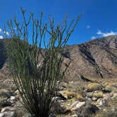 Review photo of The Springs at Borrego RV Resort by Patrick J., February 6, 2024