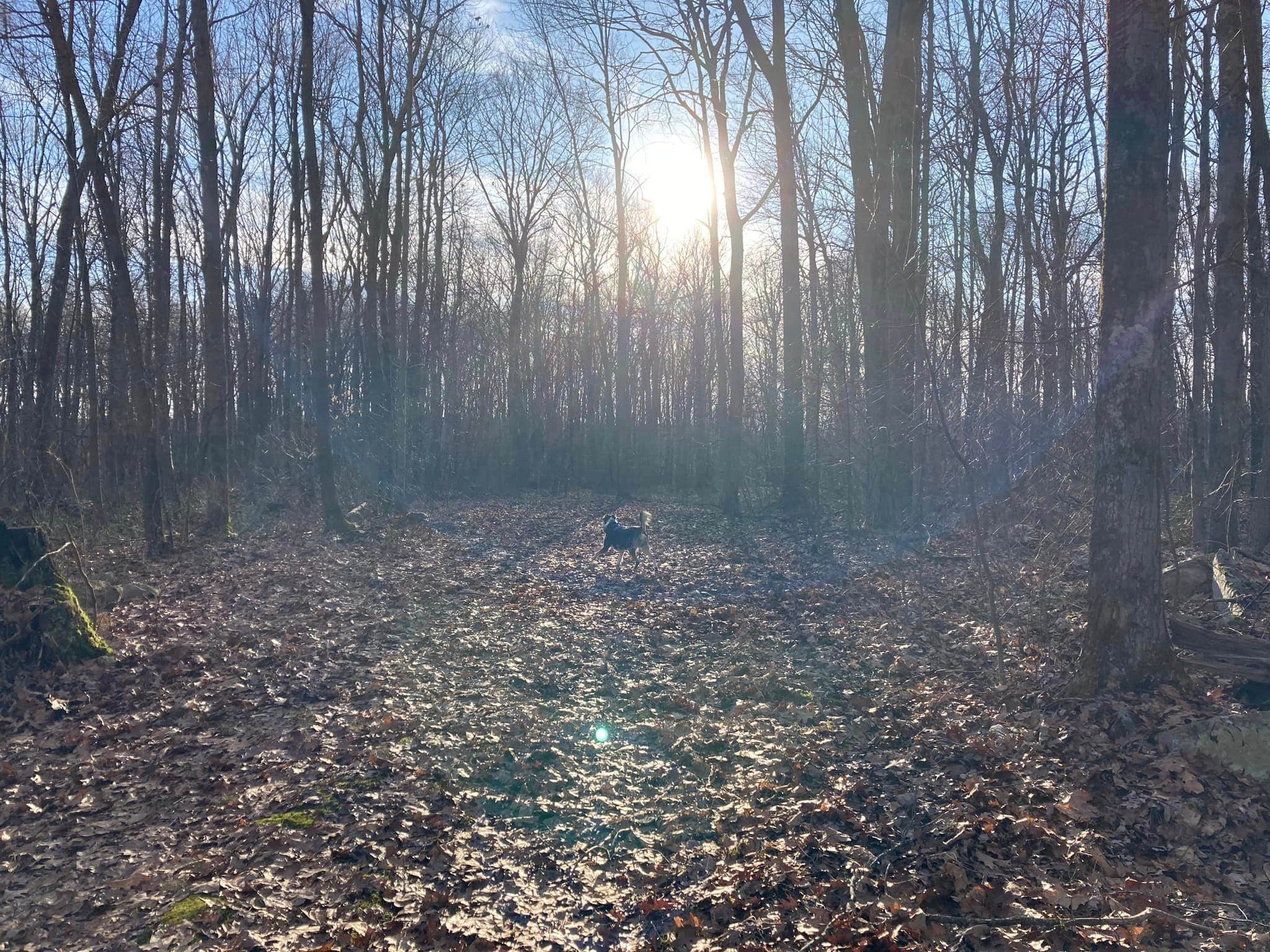 Arlyn S.'s photo of camping with pets at Benner's Meadow Run RV Campground near Irwin, PA