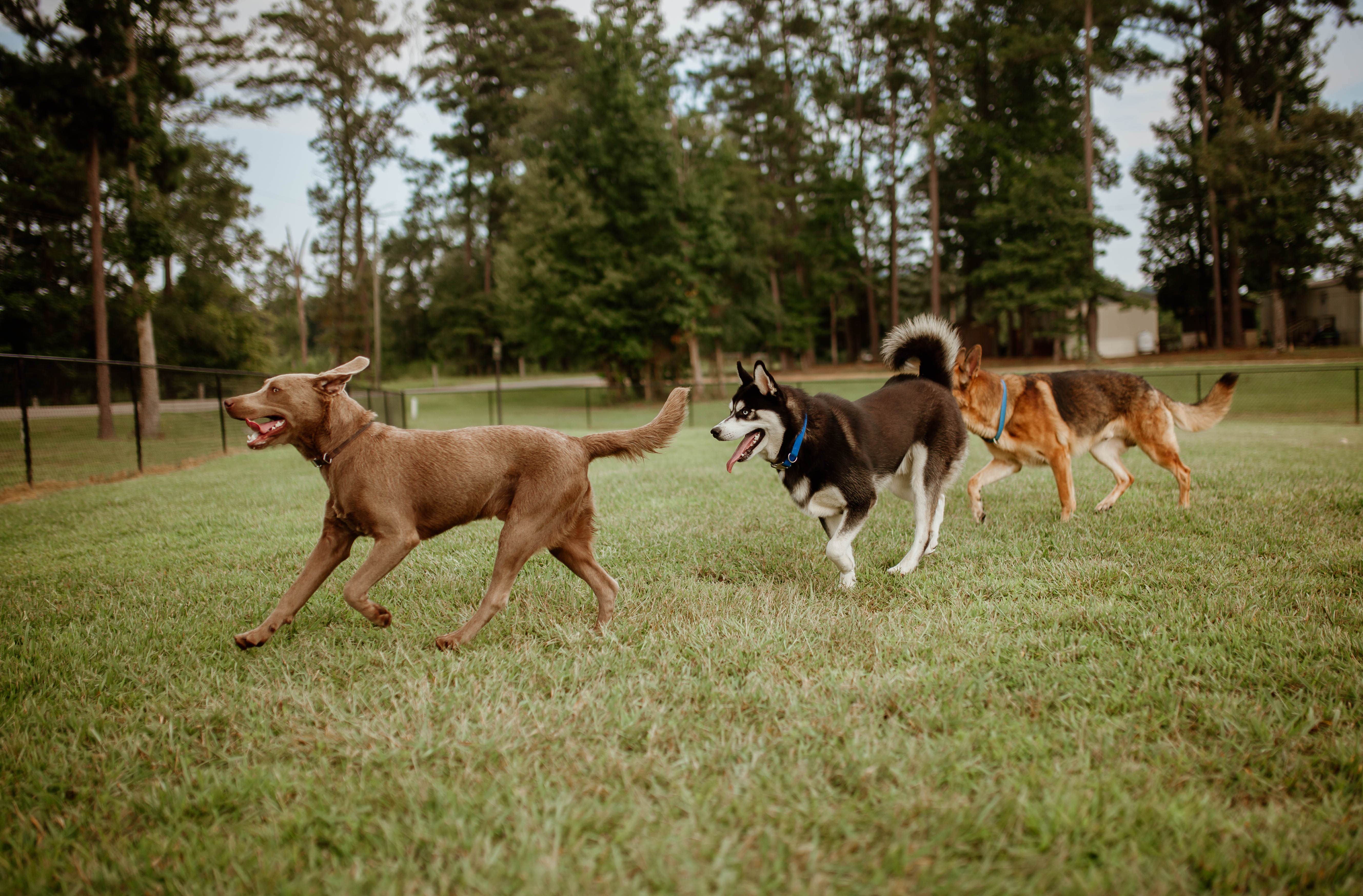 Stephanie E.'s photo of camping with pets at Greensport RV Park and Campground near Spring Garden, AL